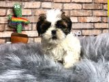 Sevi̇mli̇ Mi̇ Sevi̇mli̇ Di̇şi̇ Shih Tzu Yavrumuz