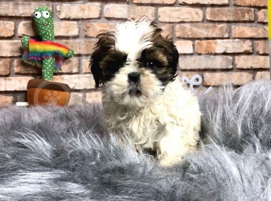 Sevi̇mli̇ Mi̇ Sevi̇mli̇ Di̇şi̇ Shih Tzu Yavrumuz görsel