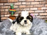 Sevi̇mli̇ Mi̇ Sevi̇mli̇ Di̇şi̇ Shih Tzu Yavrumuz