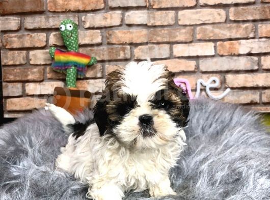 Sevi̇mli̇ Mi̇ Sevi̇mli̇ Di̇şi̇ Shih Tzu Yavrumuz görsel