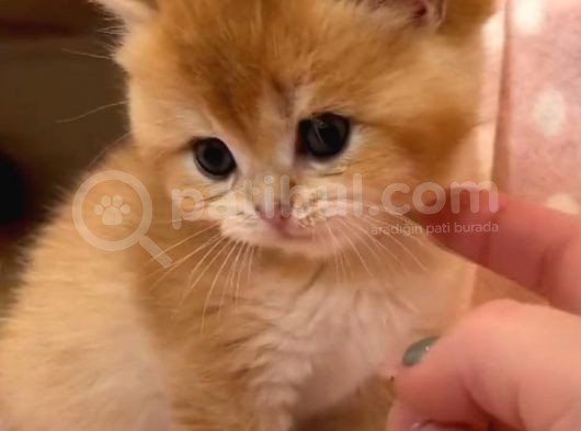 Altin Renk Bri̇ti̇sh Bebekler görsel