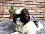 Küçük Surat Di̇şi̇ Shih Tzu Yavrumuz
