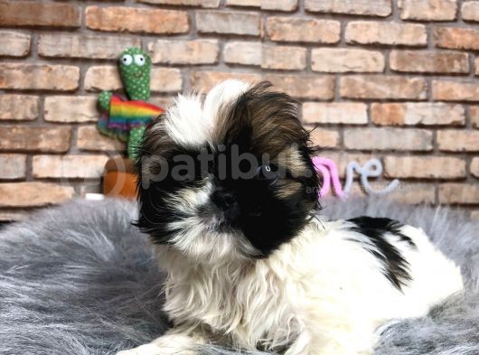 Küçük Surat Di̇şi̇ Shih Tzu Yavrumuz görsel