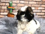 Küçük Surat Di̇şi̇ Shih Tzu Yavrumuz