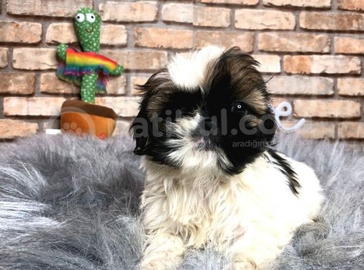 Küçük Surat Di̇şi̇ Shih Tzu Yavrumuz görsel