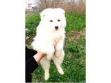 KAR BEYAZI SAMOYED YAVRULARIMIZ YENİ SAHİBİNİ ARIYOR