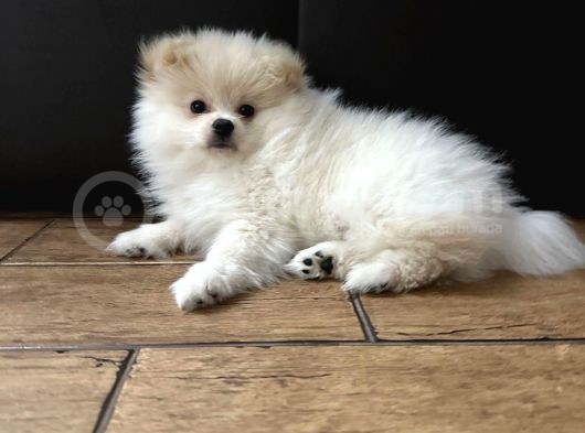 Pomerian Spitz Bebeklerimiz görsel