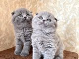 Annenizin onayladığı şeker Scottish fold uygun