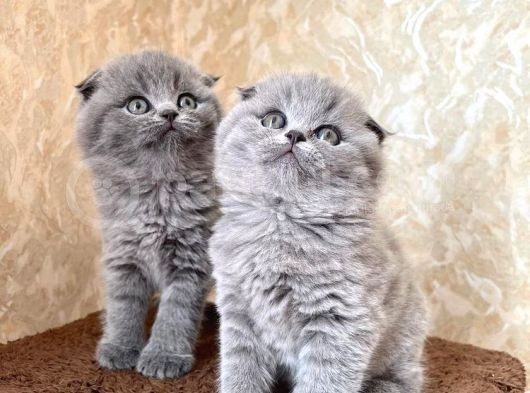 Annenizin Onayladığı Şeker Scottish Fold Uygun