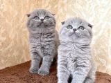 Annenizin Onayladığı Şeker Scottish Fold Uygun