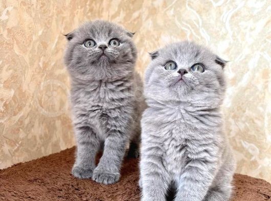 Annenizin Onayladığı Şeker Scottish Fold Uygun görsel