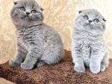 Annenizin Onayladığı Şeker Scottish Fold Uygun