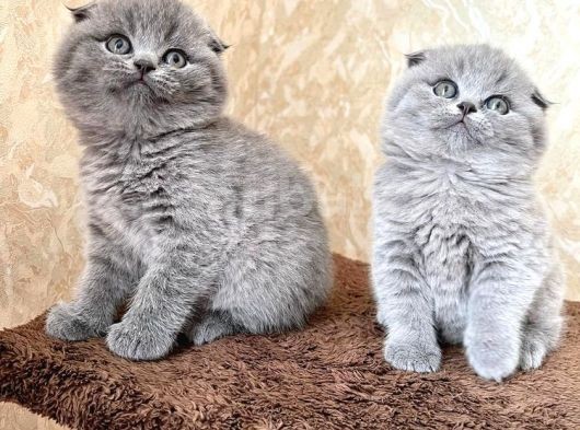 Annenizin Onayladığı Şeker Scottish Fold Uygun görsel