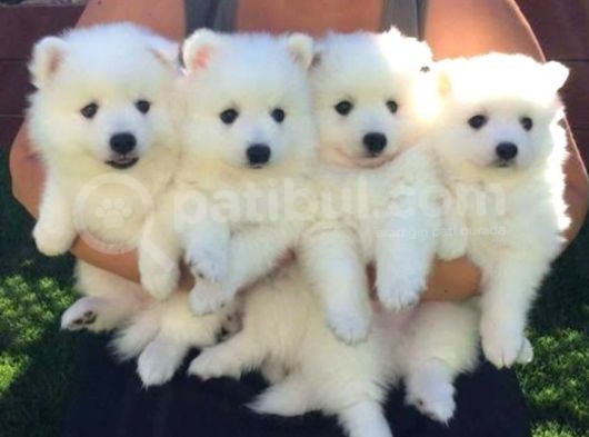 Pomerian Spitz Bebeklerimiz