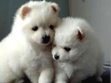 Pomerian Spitz Bebeklerimiz