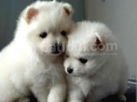 Pomerian Spitz Bebeklerimiz görsel