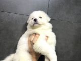 KARTOPU TESLİME HAZIR SAMOYED YAVRULARI