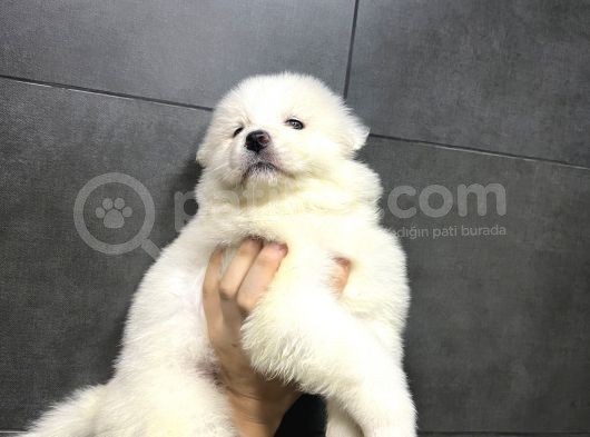 Kartopu Tesli̇me Hazir Samoyed Yavrulari