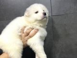 Kartopu Tesli̇me Hazir Samoyed Yavrulari