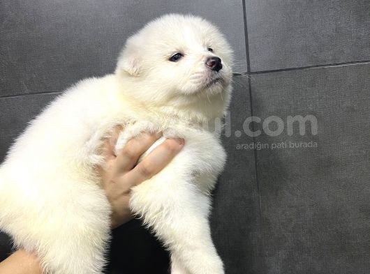 Kartopu Tesli̇me Hazir Samoyed Yavrulari görsel
