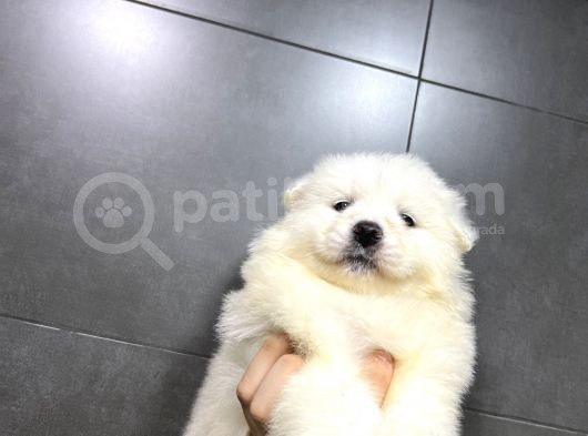 Kartopu Tesli̇me Hazir Samoyed Yavrulari görsel