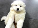 Kartopu Tesli̇me Hazir Samoyed Yavrulari