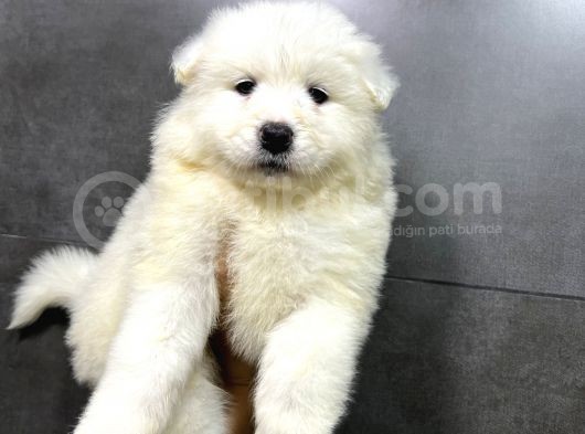 Kartopu Tesli̇me Hazir Samoyed Yavrulari görsel