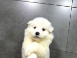 Kartopu Tesli̇me Hazir Samoyed Yavrulari