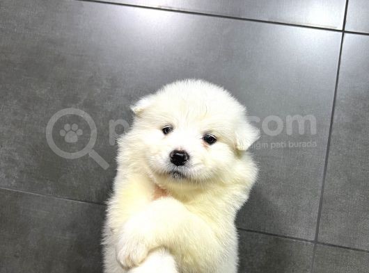 Kartopu Tesli̇me Hazir Samoyed Yavrulari görsel