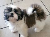 Sevi̇mli̇ Shi̇h Tzu Yavrulari