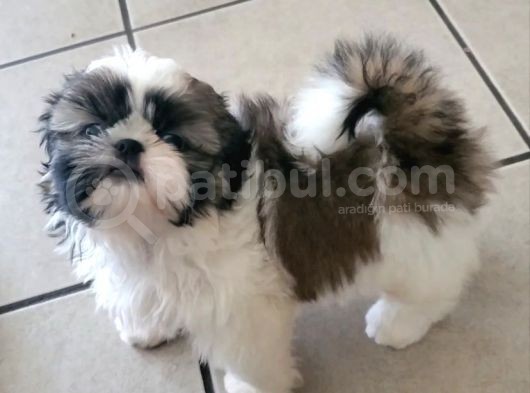Sevi̇mli̇ Shi̇h Tzu Yavrulari görsel