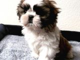 KAHVE BEYAZ SHİH TZU YAVRULARI