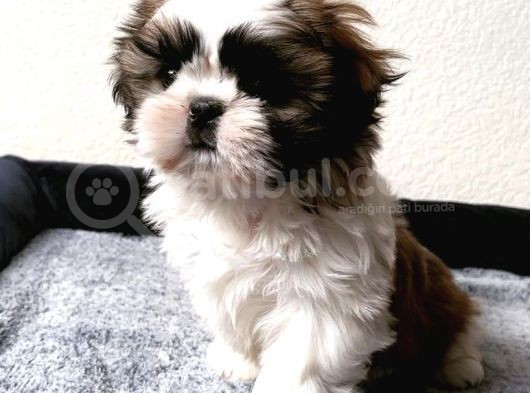 Kahve Beyaz Shi̇h Tzu Yavrulari