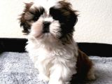 Kahve Beyaz Shi̇h Tzu Yavrulari
