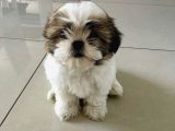 SEVİMLİ SHİH TZU YAVRULARI