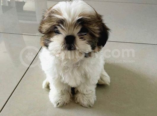 Sevi̇mli̇ Shi̇h Tzu Yavrulari