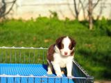 Border Collie Bebekler
