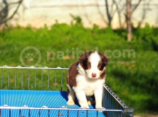 Border Collie Bebekler görsel