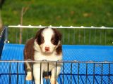 Border Collie Bebekler