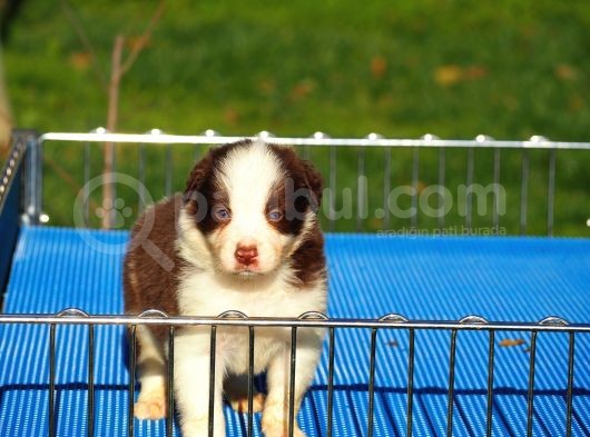 Border Collie Bebekler görsel