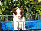 Border Collie Bebekler