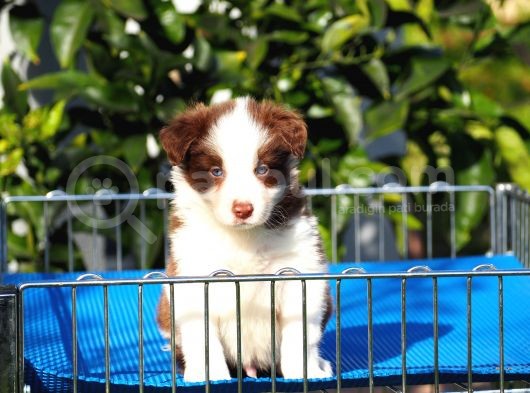 Border Collie Bebekler