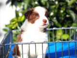 Border Collie Bebekler