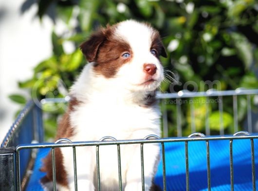 Border Collie Bebekler görsel