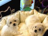 Irk Ve Sağlik Garanti̇li̇ - Ev Doğumlu Bebek Yavrular