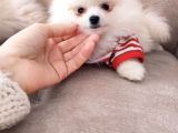 Show Kalite Pomeranian Yavrulari