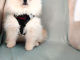 Show Kalite Pomeranian Yavrulari