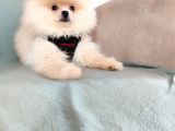 Show Kalite Pomeranian yavrulari