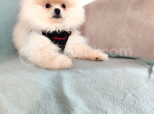 Show Kalite Pomeranian Yavrulari