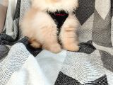 Show Kalite Pomeranian Yavrulari